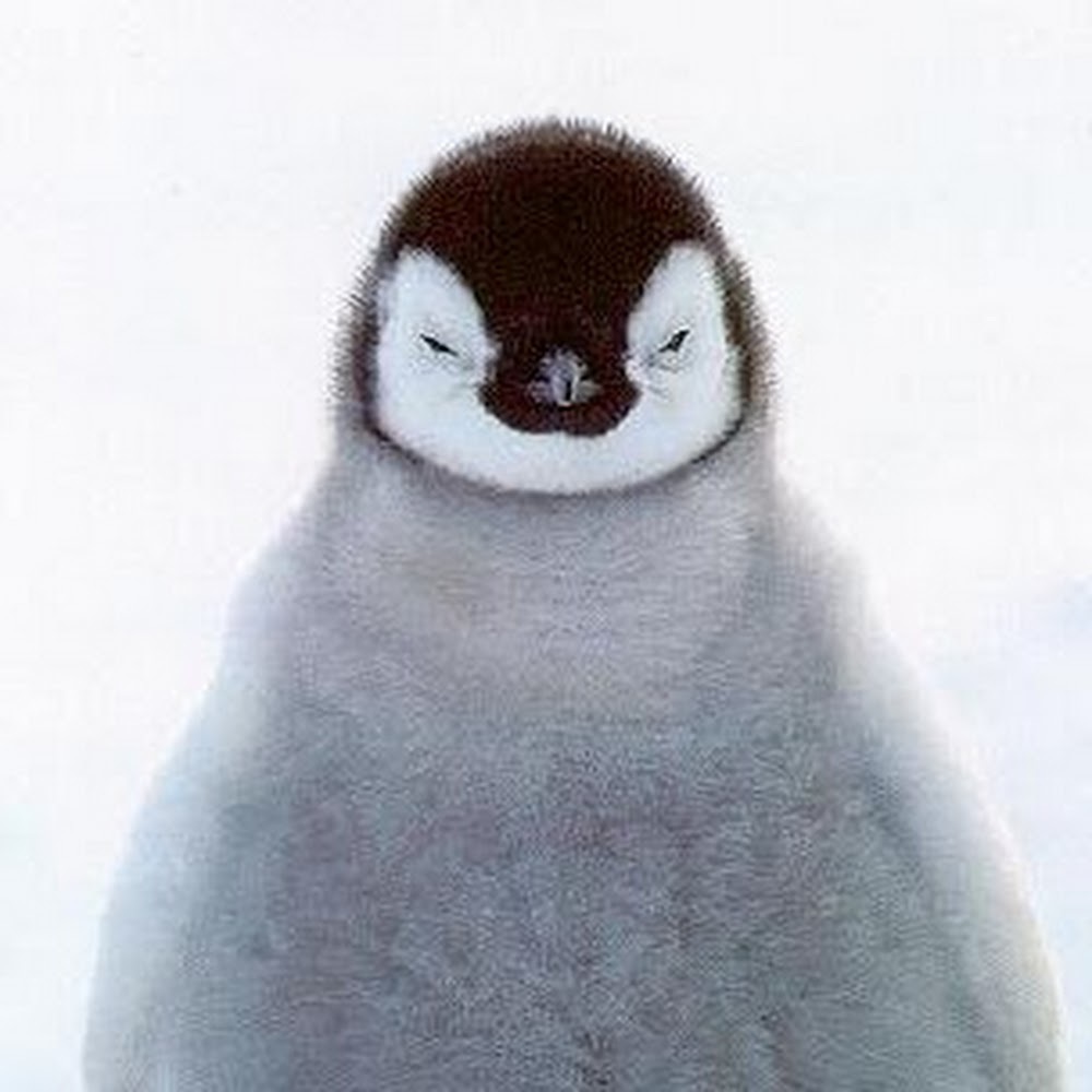 Meet your Posher, Ivy