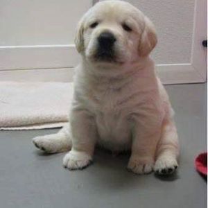 Meet your Posher, Priya