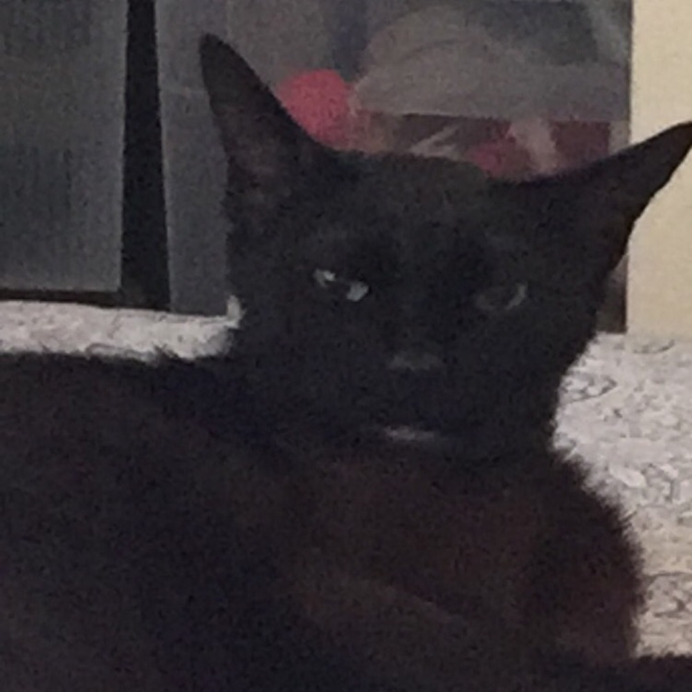 Meet your Posher, Syd