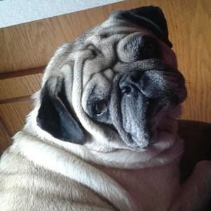 Meet your Posher, Carson