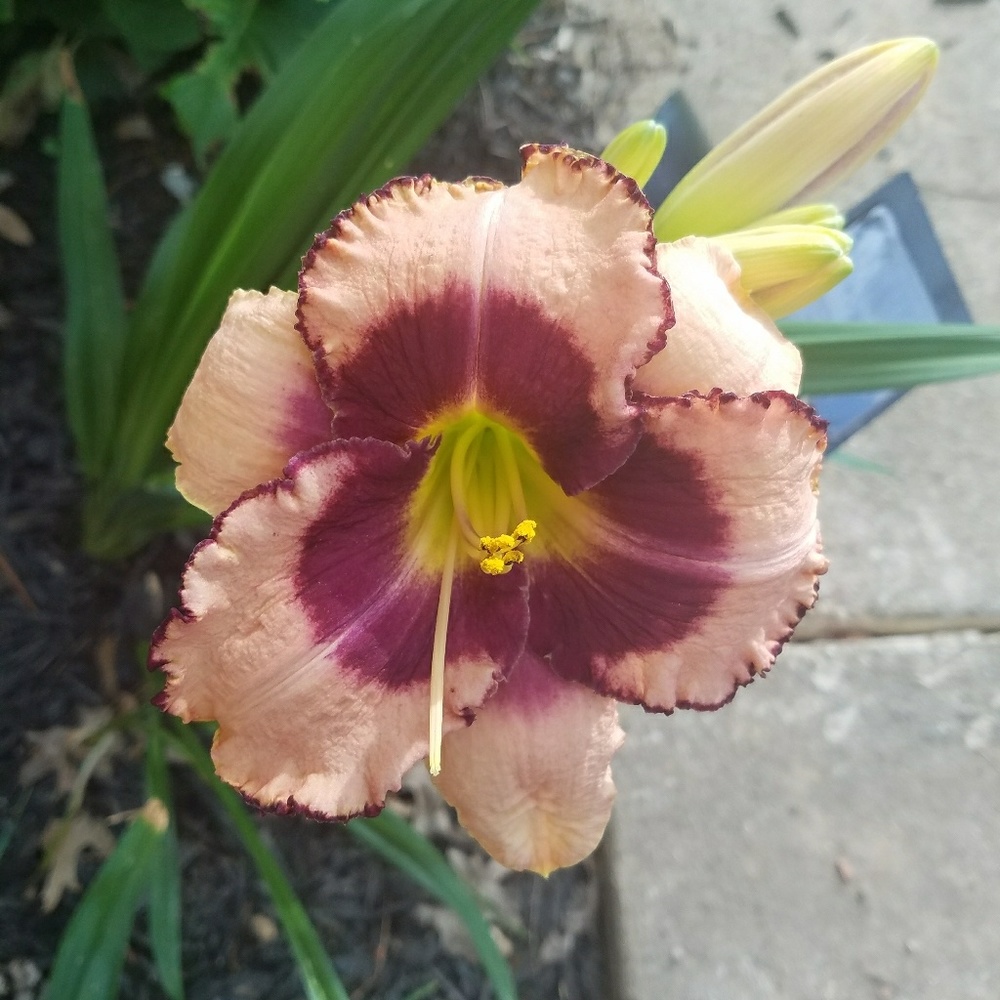 Meet your Posher, VictoriaVain