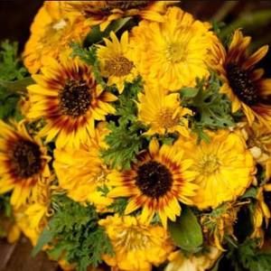 Meet your Posher, Liz