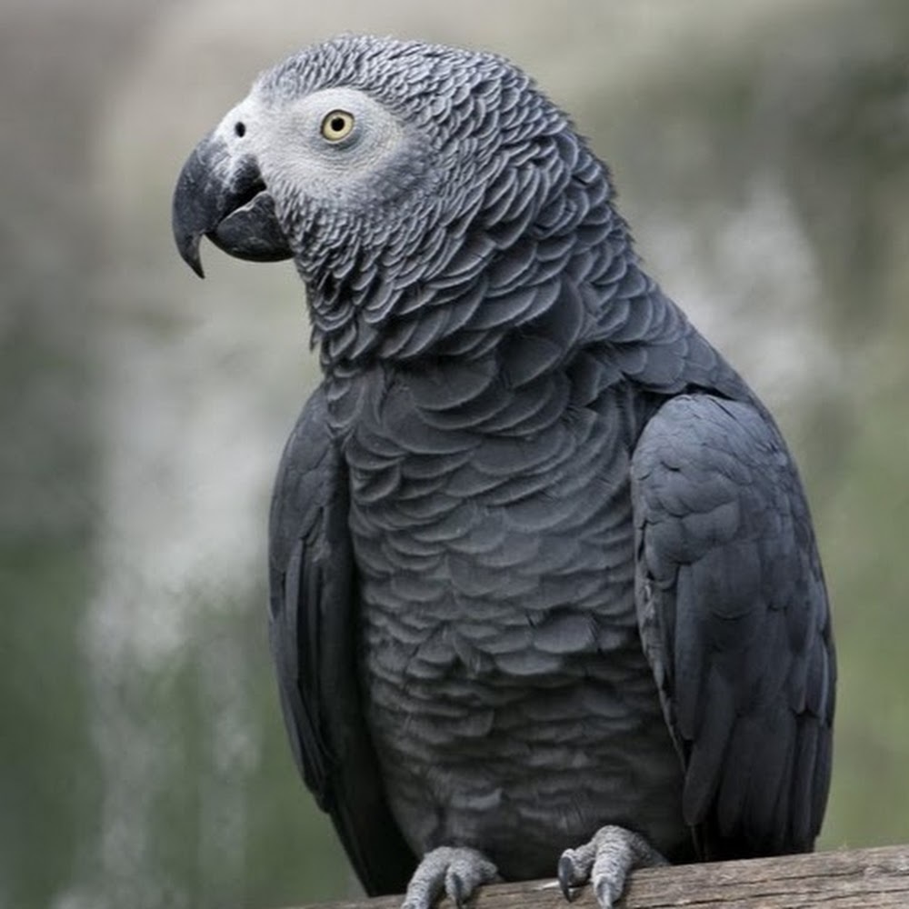 Meet your Posher, Erudykh