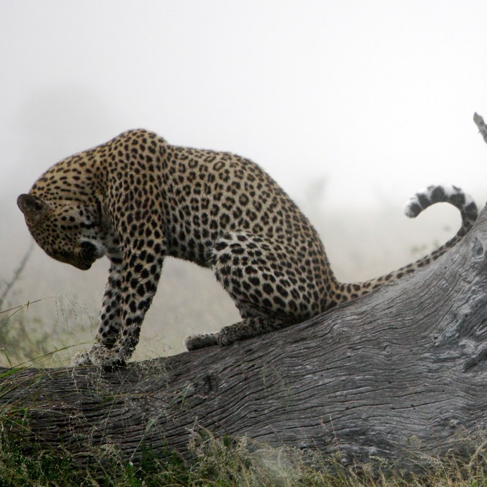 Meet your Posher, Victoria