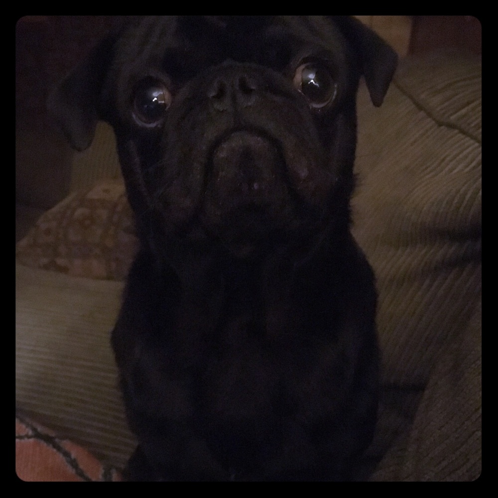 Meet Amos !