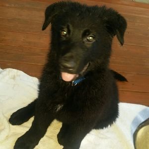 Meet your Posher, Robert