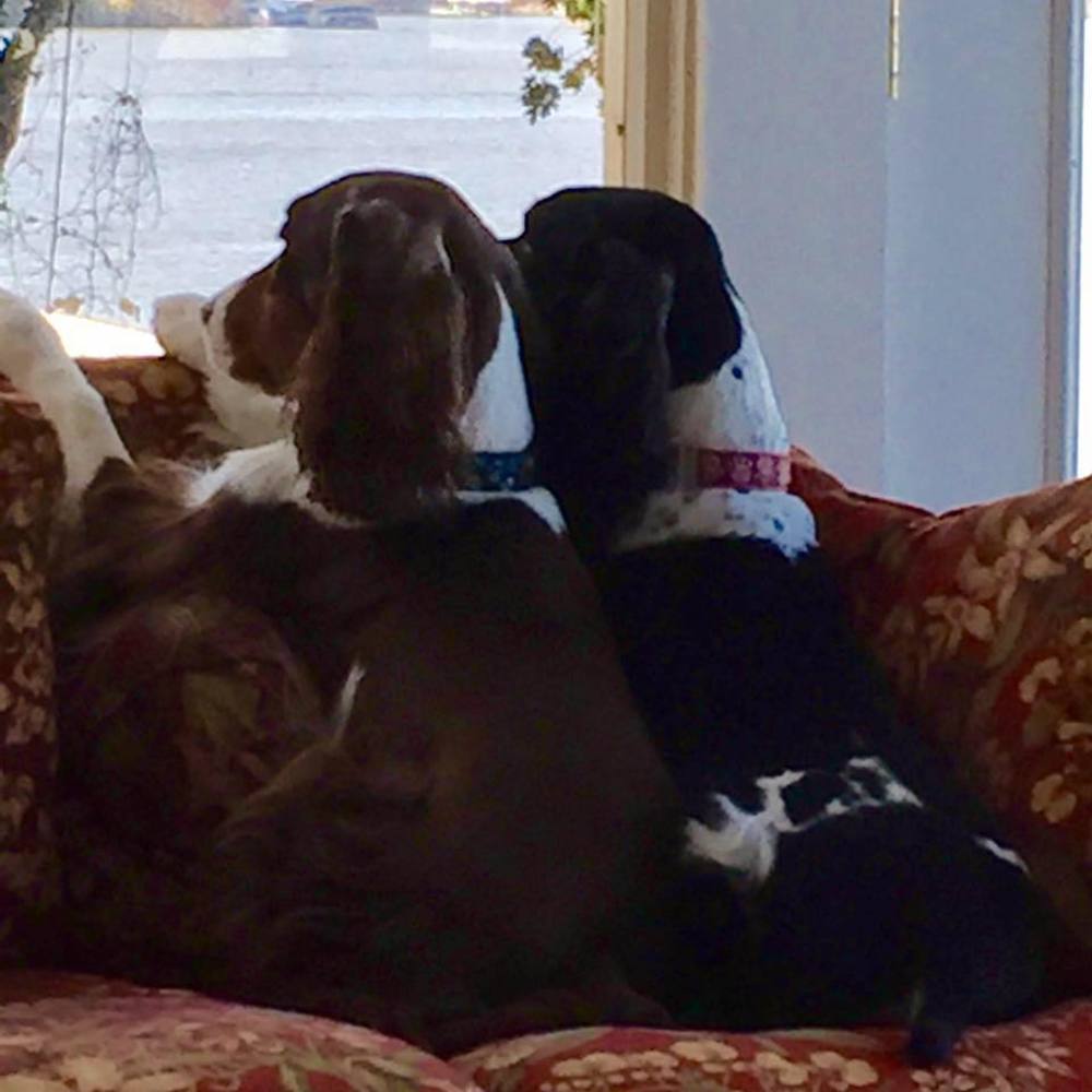 Meet your Posher, Shelley