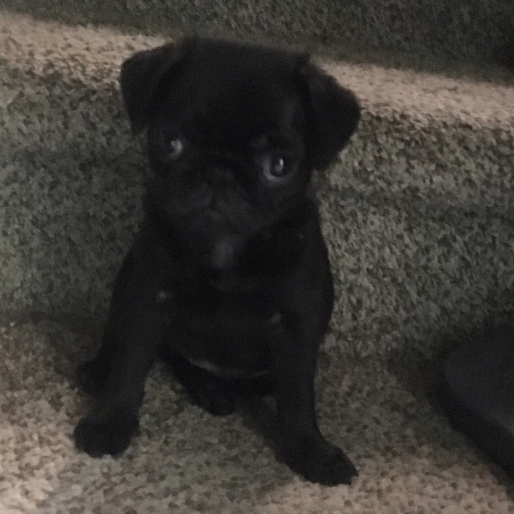 Meet Roxy the Pug !