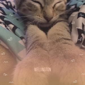 Meet your Posher, Destiny