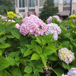 Meet your Posher, Amirah