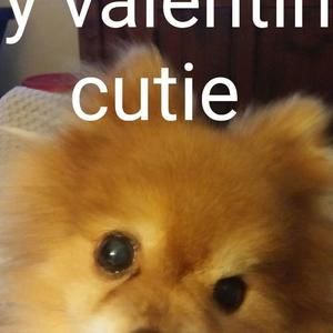 Meet your Posher, Paula