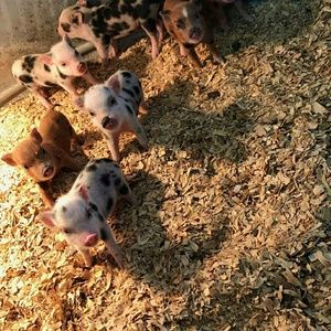 Meet your Posher, Tracey