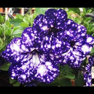 Meet your Posher, Mo