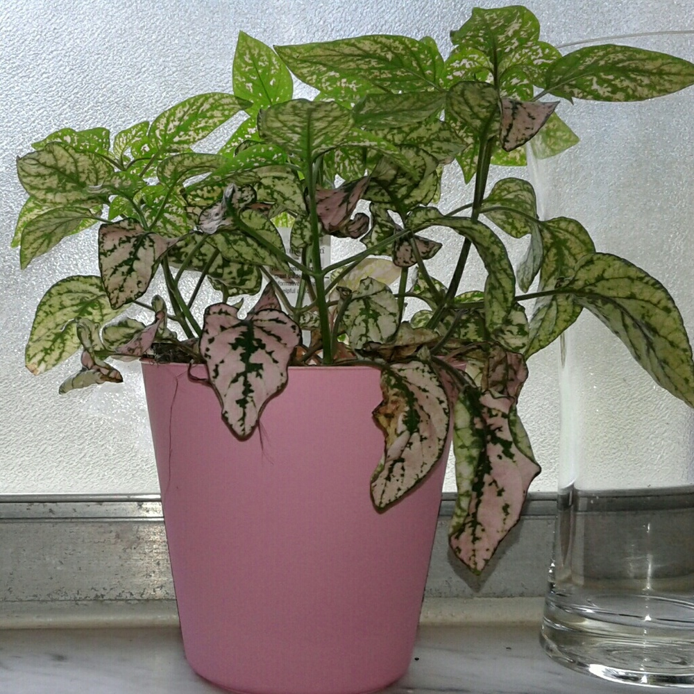 Meet your Posher, Allen