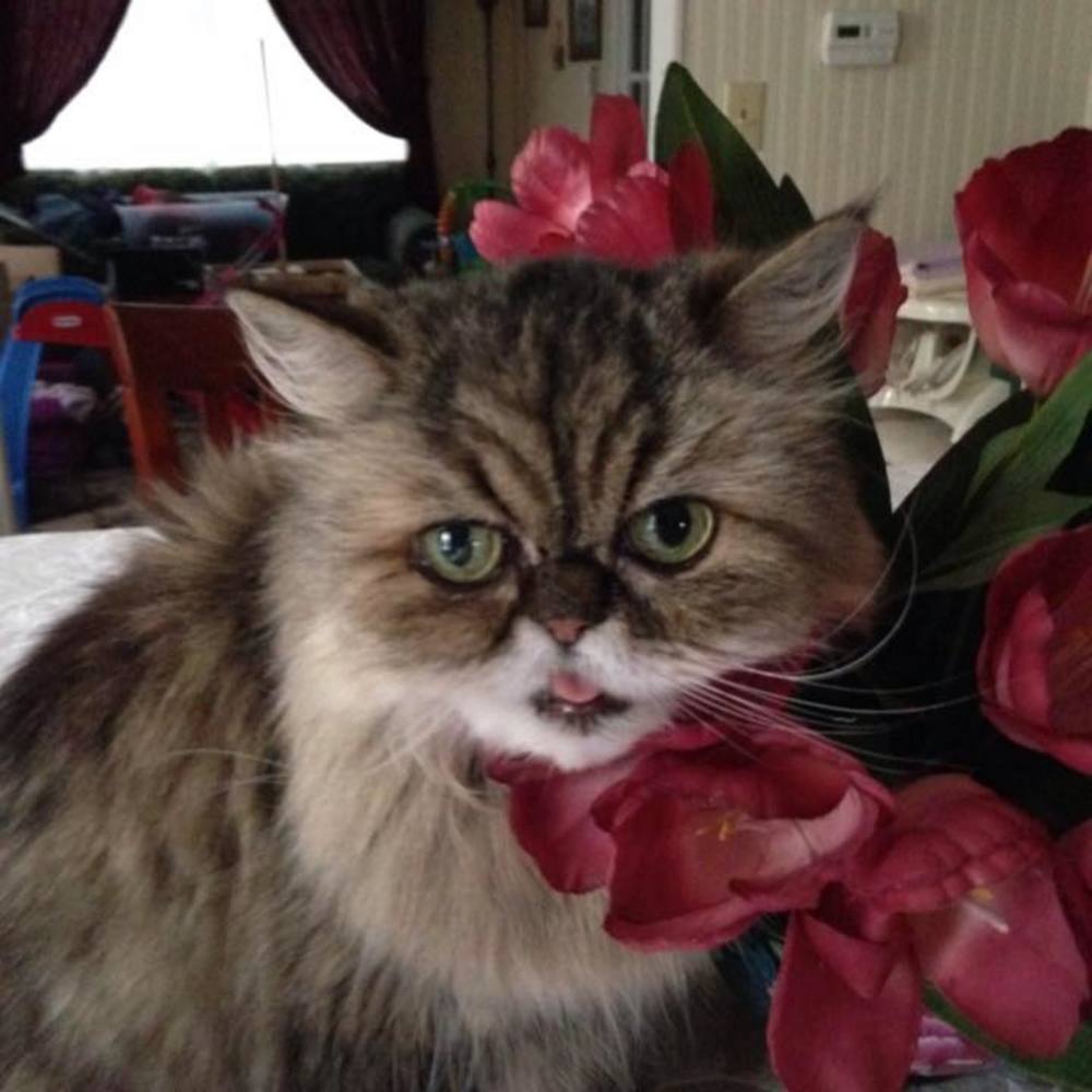 Meet your Posher, Karen