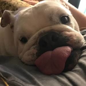 Meet your Posher, Dozer