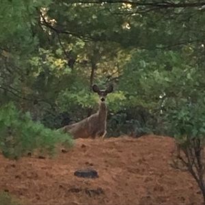 Meet your Posher, Lynne