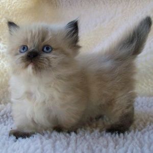 Meet your Posher, Kara