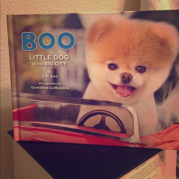 boo little dog in the big city