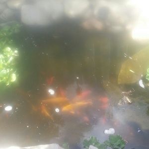 Meet your Posher, Rhonda