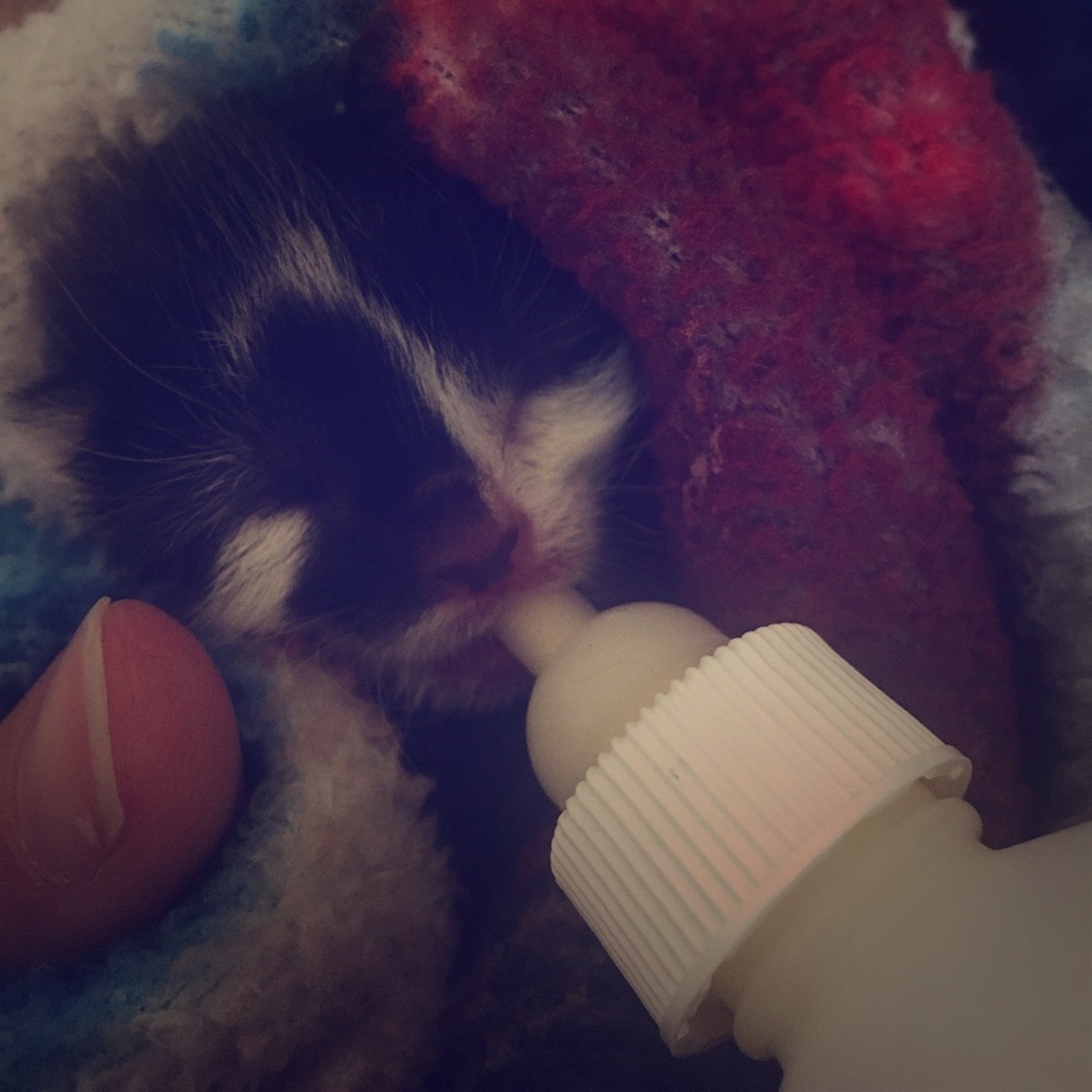 Meet my rescue