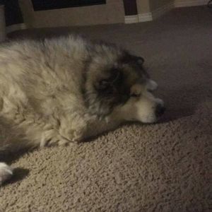 Meet your Posher, Mackenzie