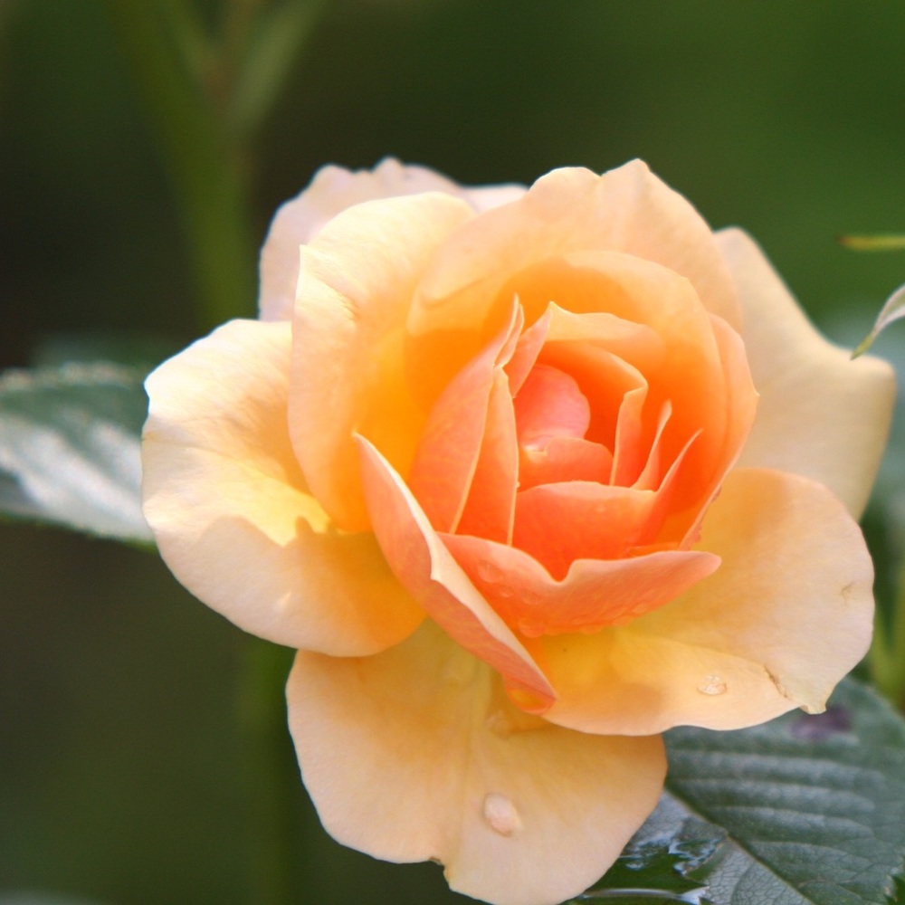 Meet your Posher, Andie