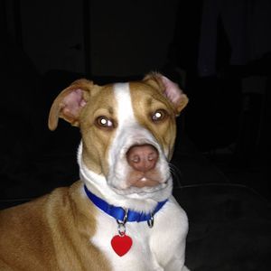 Meet your Posher, Jo