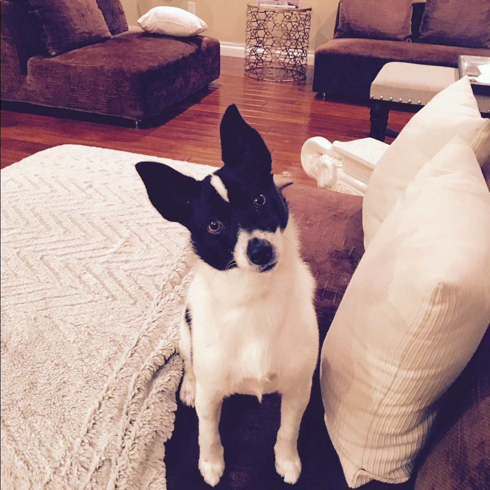 Aspen the pup says make us an offer on our wears
