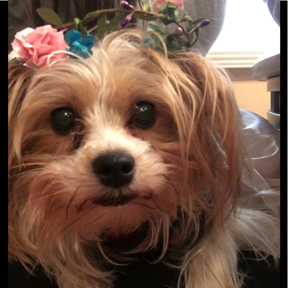 Meet your Posher, Anna