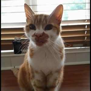 Meet your Posher, Alli