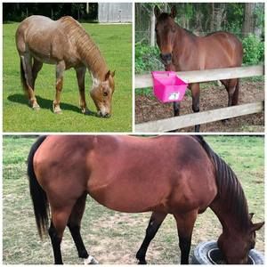 Meet your Posher, Ginger