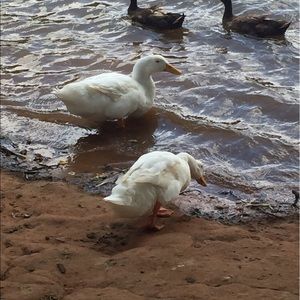 Meet your Posher, Robin