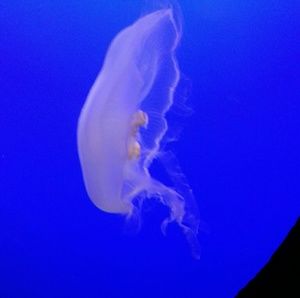 Meet your Posher, Trinity