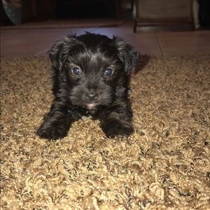 Meet your Posher, Macey