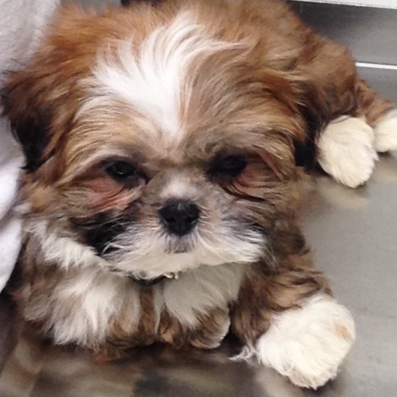 Meet your Posher, Savannah - Picture 1 of 1