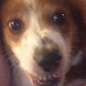 Meet your Posher, Teddy