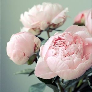 Meet your Posher, Ani