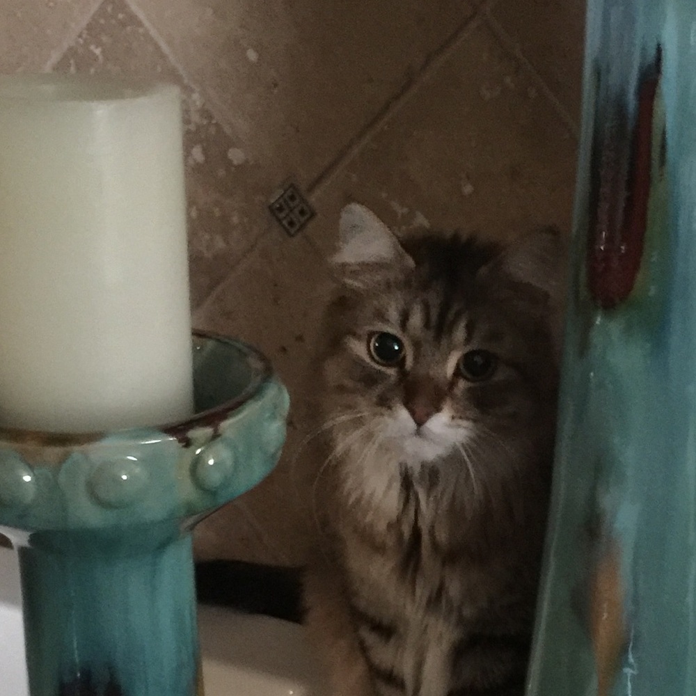 Meet your Posher, Amy