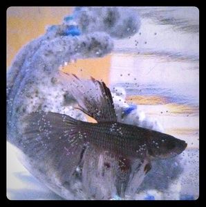 Meet your Posher, Penelope