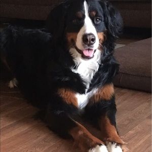 Meet your Posher, Cassidy