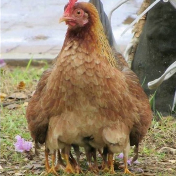 Meet your Posher, Lux - Picture 7 of 7