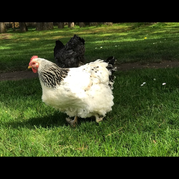 Meet your Posher, Lux - Picture 6 of 7