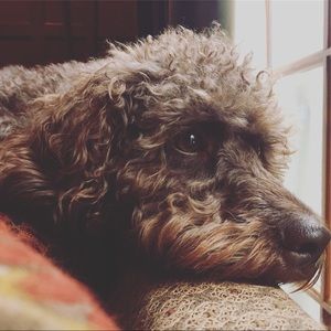 Meet your Posher, Callie