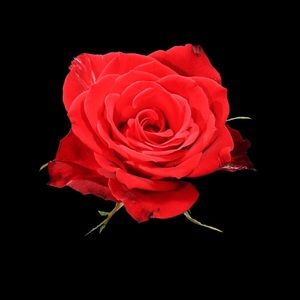 Meet your Posher, Mahonri