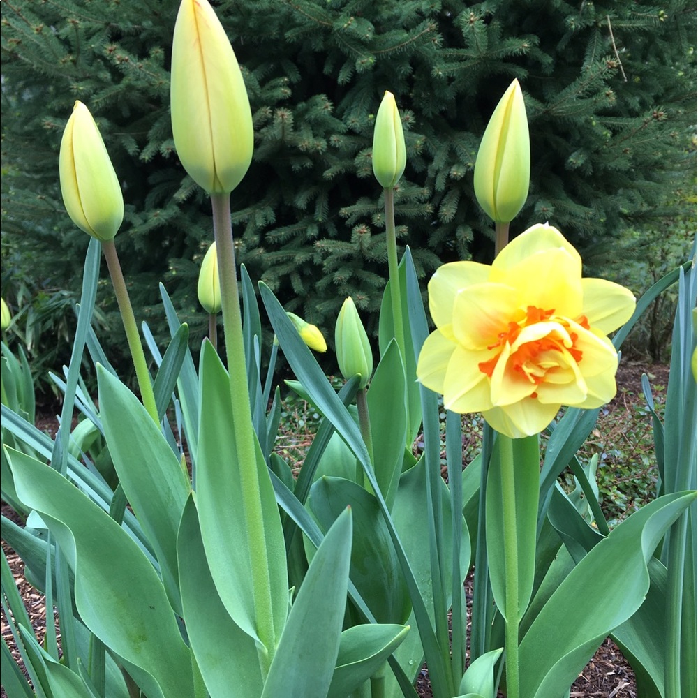 Meet your Posher, Rose