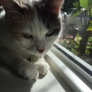 Meet your Posher, Couryney