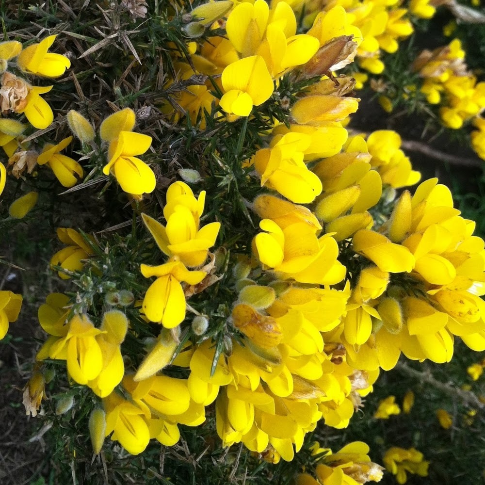 Meet your Posher, Isabella