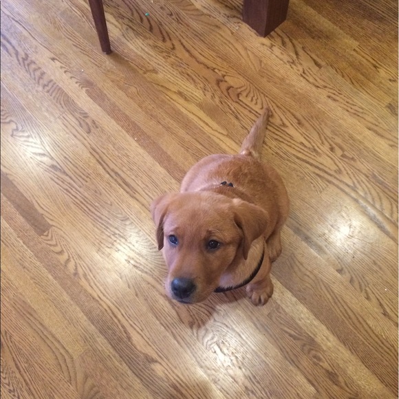 Meet your Posher, Lucy - Picture 1 of 1