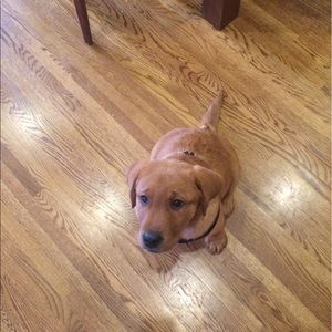 Meet your Posher, Lucy